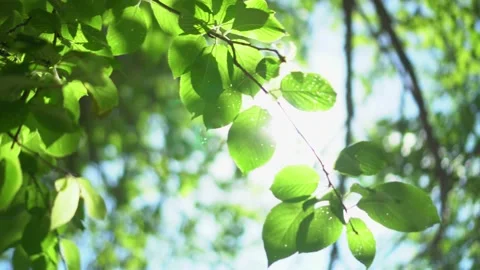 The rays of the sun break through the green leaves of trees. The sun shines Stock Footage 134503645