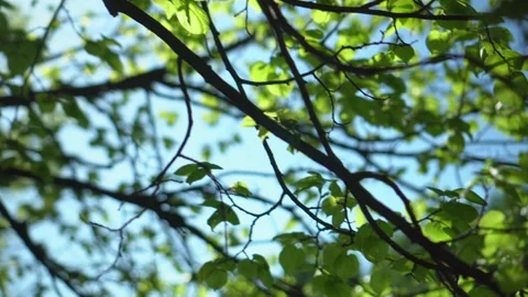 The rays of the sun break through the green leaves of trees. The sun shines Stock Footage 135027440