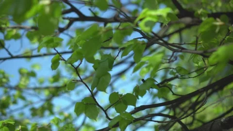 The rays of the sun break through the green leaves of trees. The sun shines Video stock 135404644