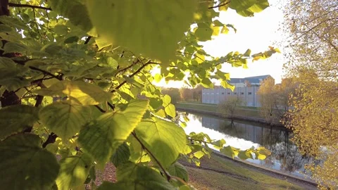 Rays of the sun break through the green leaves of the tree Stock Footage 236644094