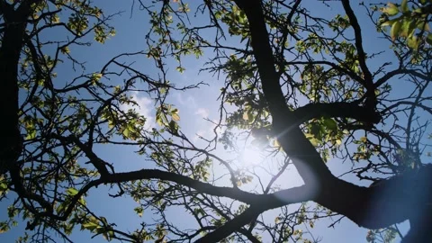 Rays of sun break through the green foliage of tree crown. Stock Footage 239525380
