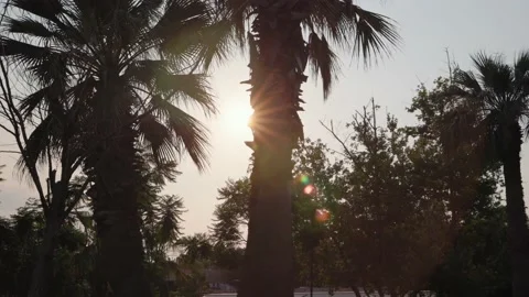 Rays of the sun break through the palm trees. Summer video concept Stock Footage 201113690