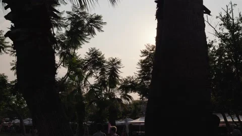 Rays of the sun break through the palm trees. Summer video concept Stock Footage 201215808