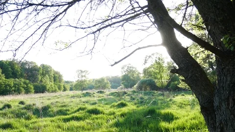 The rays of the sun break through a tree in the forest Stock Footage 78627731