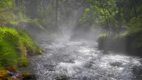 Rays of the sun break through trees and light fog in summer forest. Mountain Video stock 246798663