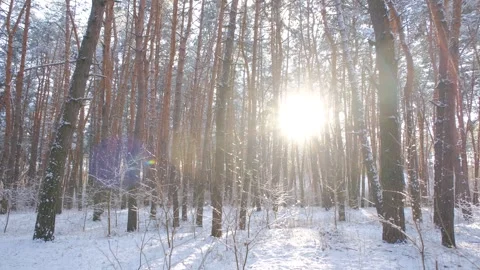 The rays of the sun break through the winter forest. Forest in winter. Sunset in Stock Footage 309010835