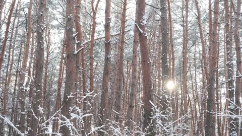 The rays of the sun break through the winter forest. Forest in winter. Sunset in Stock Footage 309010861