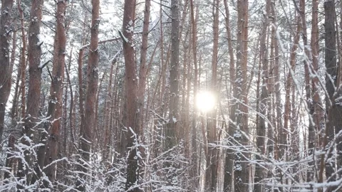 The rays of the sun break through the winter forest. Forest in winter. Sunset in Stock Footage 312821155