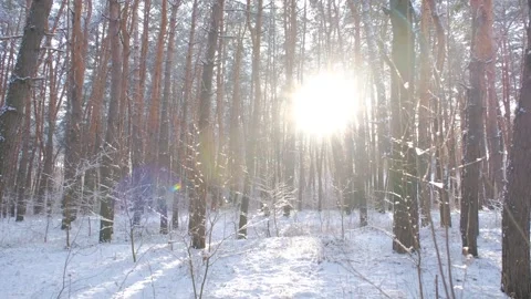The rays of the sun break through the winter forest. Forest in winter. Sunset in Stock Footage 312821157