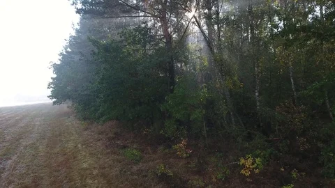 Rays of the sun breaking branches of trees Stock Footage 71057113