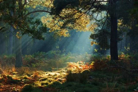 Rays of the sun breaking through the dense crowns of trees Stock Photos