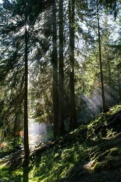 The rays of the sun breaking through the fir trees and thick fog Stock Photos