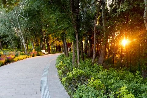 Rays of the sun breaking through the foliage at sunset. Stock Photos