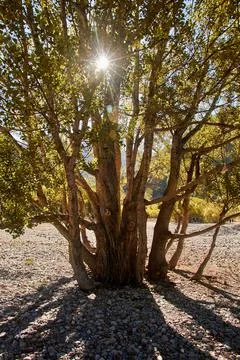 Rays of the sun breaking through the foliage of a tree growing on the rocks Stock Photos