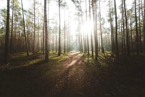 Rays of the sun breaking through the forest. Stock Photos