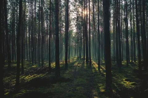 Rays of the sun breaking through the forest. Stock Photos