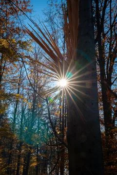 Rays of the sun breaking through the tree Foto stock