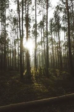 Rays of the sun breaking through the trees. Stock Photos