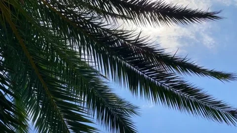 Rays the sun breaks through the leaves and clouds. Stock Footage 219234976