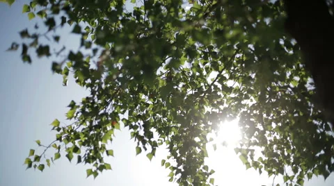 The rays of the sun breaks through the trees Stock Footage 54032192