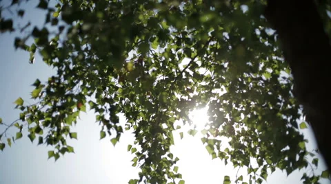The rays of the sun breaks through the trees Stock Footage 54037528