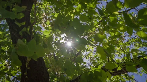 The rays of the sun breaks through the trees Stock Footage 57696270