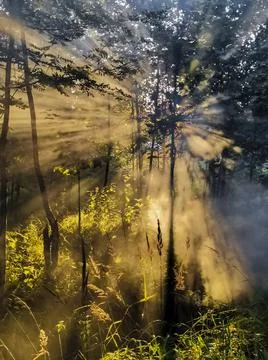 Rays of the sun in a burning forest make their way through the smoke of  fire Stock-Fotos