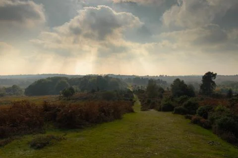 Rays of sun from clouds and new forrest countryside Stock Photos