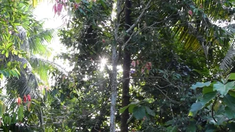 The rays of sun coming through leaves of trees. Video stock 197093877