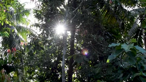 The rays of sun coming through leaves of trees. Video stock 197093888
