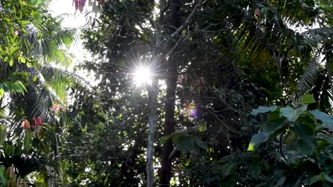 The rays of sun coming through leaves of trees. Video stock 197093895