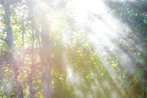 Rays of the sun coming through the smoke on the foul of summer greens. Smoke Stock Photos