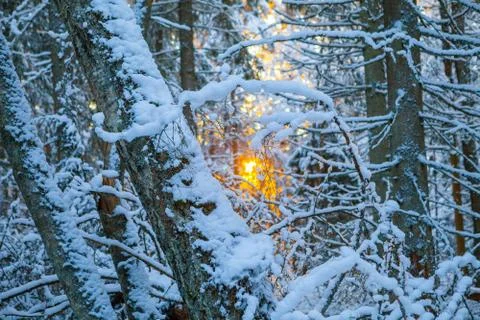 Rays of sun coming throw snowy forest Stock Photos