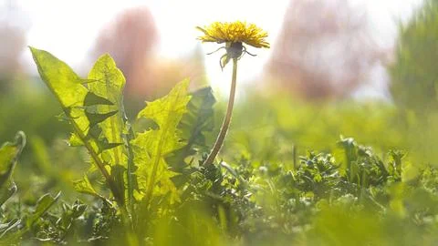 In the rays of the sun: dandelion and spring greenery Stock Photos