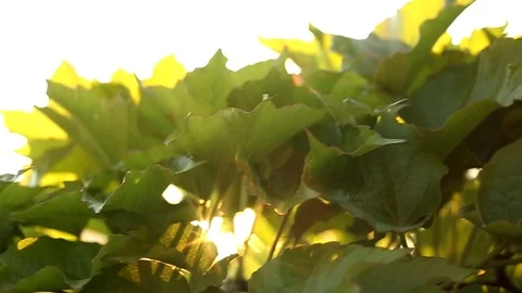 The rays of the sun at dawn through the leaves Stock Footage 93640466