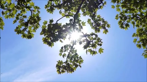 Rays of the sun Stock Footage 66275704