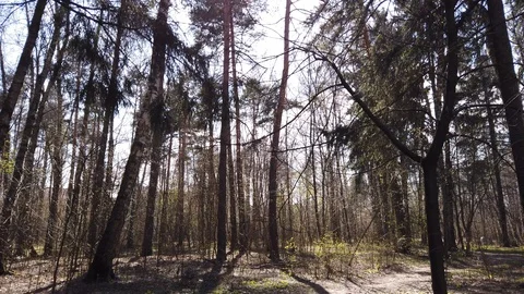 The rays of the sun in the forest among the trees in spring. Walk in the forest Video stock 128909264