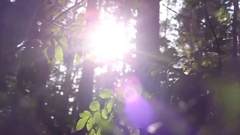 The rays of the Sun in the forest Stock Footage 84298670