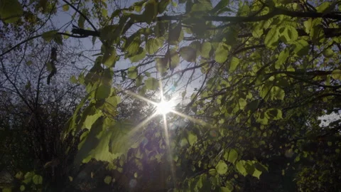 The rays of the sun in the forest Video stock 219358995