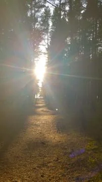 Rays of the sun on a forest path, shine directly into the eyes Stock Photos