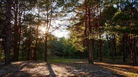 The rays of the sun in the forest. Shadows  of pine trees. 스톡 동영상 84203304