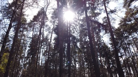 The rays of the sun in the forest through the pine trees. Trees sway in the wind Stock Footage 129037580