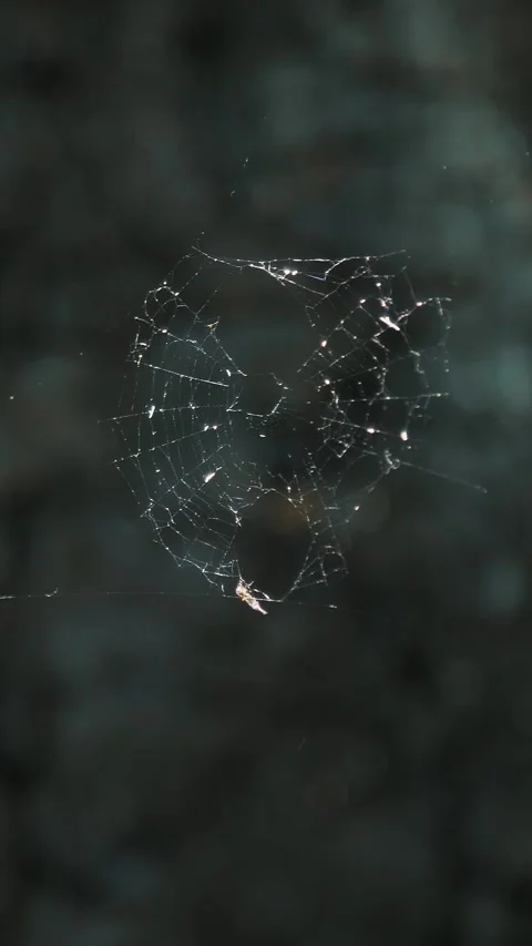 In the rays of the sun glows a little cobweb. against the background of the tree Stock Footage 317538592