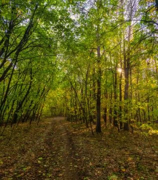The rays of the sun in the green forest Stock Photos