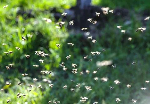 Rays of the sun that illuminate flying bees. Live movement around the hive, full Stock Photos
