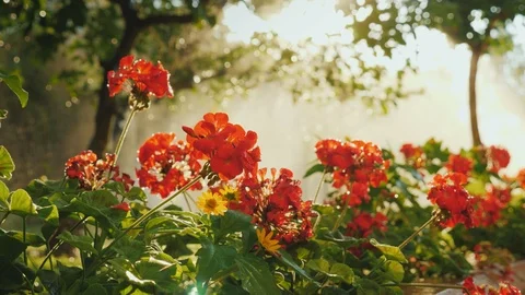 The rays of the sun illuminate the red flowers in the garden Stock Footage 123303407