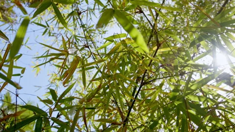 The rays of the sun in the leaves of young bamboo. Stock Footage 195492850