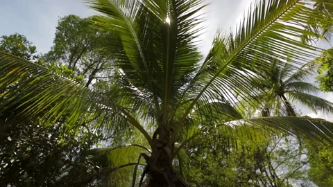 Rays of sun light coming trough the topical palm leaves swing on the wind Stock Footage 131413354
