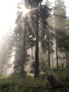 Rays of sun light in a misty forest Stock Photos