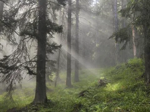 Rays of sun light in a misty forest Stock Photos